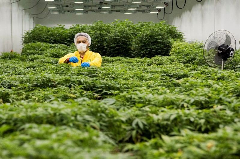 ناشط حقوقي يقدم مقترحات تقنين زراعة القنب الهندي إلى البرلمان