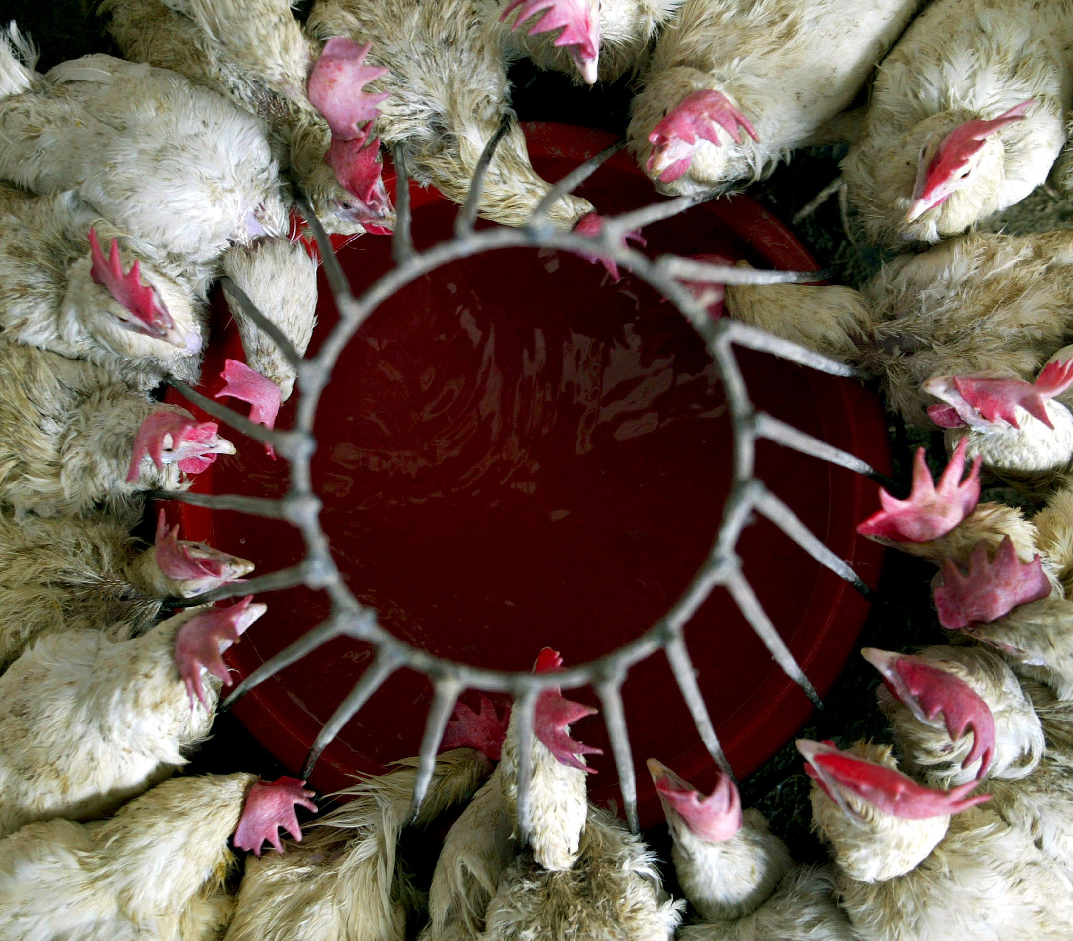 47 ألف حيوان حي كان مطروحاً في أسواق ووهان قبل كورونا