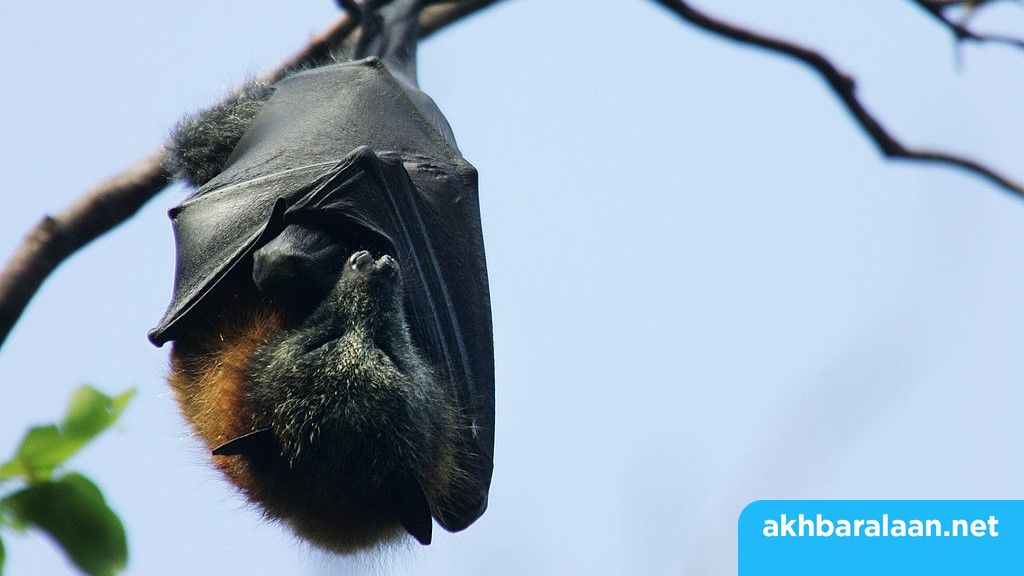 باحثون في الصين يكتشفون مجموعة من فيروسات كورونا الجديدة في الخفافيش