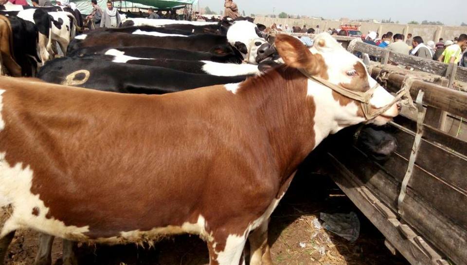 على من تجب الأضحية؟ الأحكام والشروط