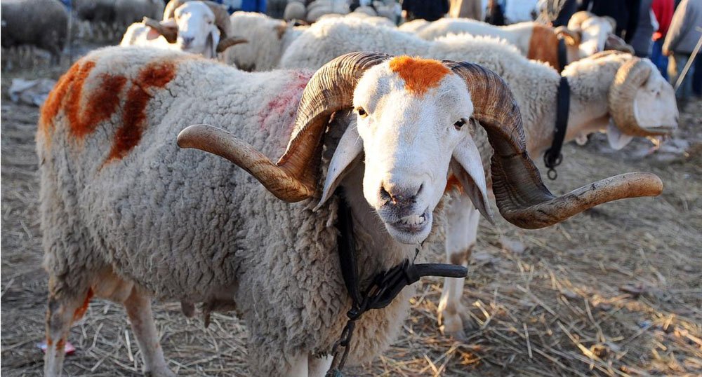 كم باقي على عيدالاضحى 2021 العد التنازلي