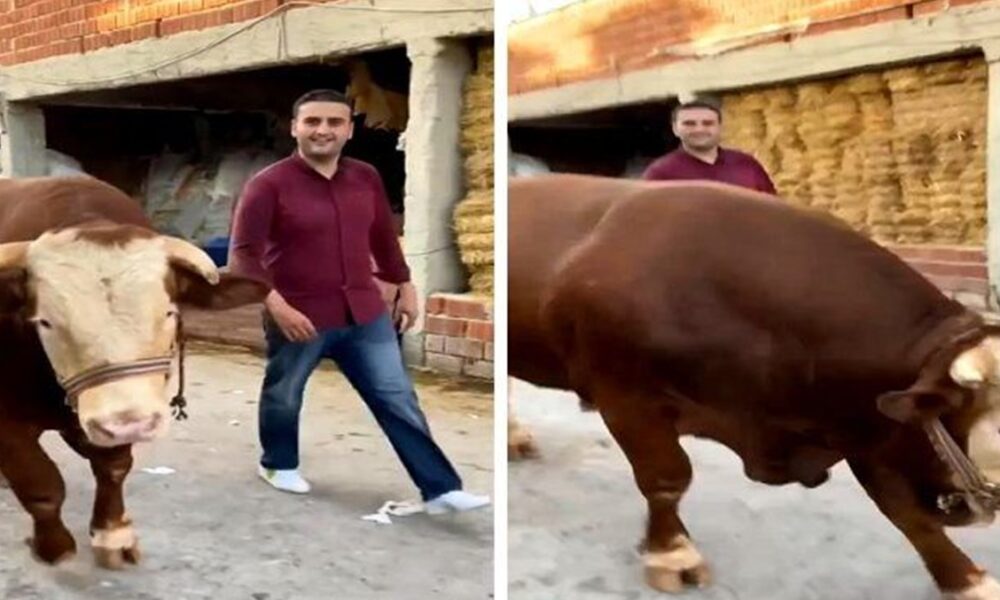 بالفيديو.. بقرة الشيف التركي بوراك تهاجم المصور أثناء التصوير