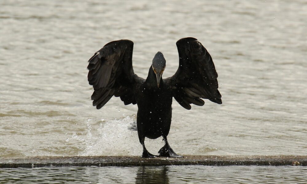 طائر أسود لا يهاجم إلا الرجال… فيديو
