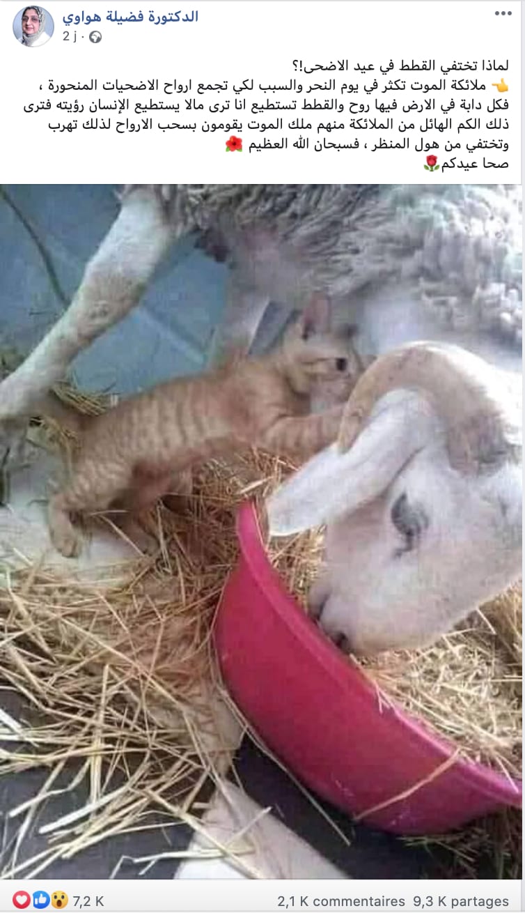 لماذا تختفي القطط يوم عيد الأضحى وأين تذهب ؟