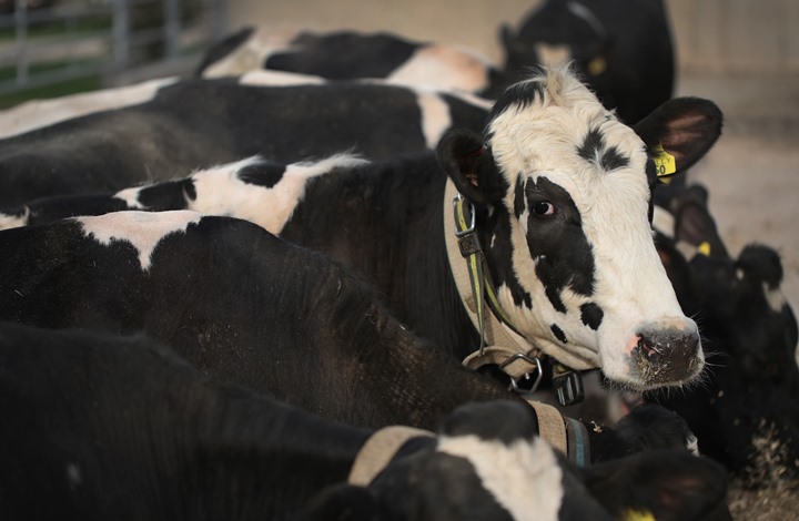 هل يجوز اكل الاضحية كاملة وكيف يتم توزيعها