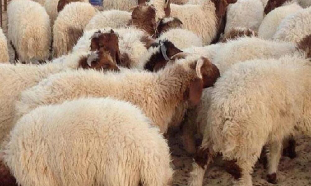 هل يجوز ذبح الأضحية في بلد غير الإقامة الحالية؟