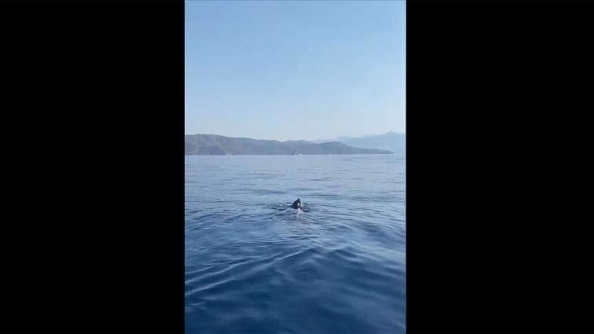 لأول مرة.. رصد سلحفاة بقوقعة جلدية في المياه التركية (شاهد)