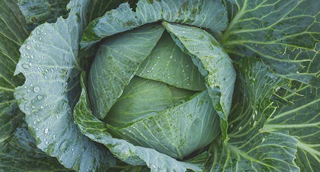 7 خضراوات ورقية.. تناولها واختبر فوائدها