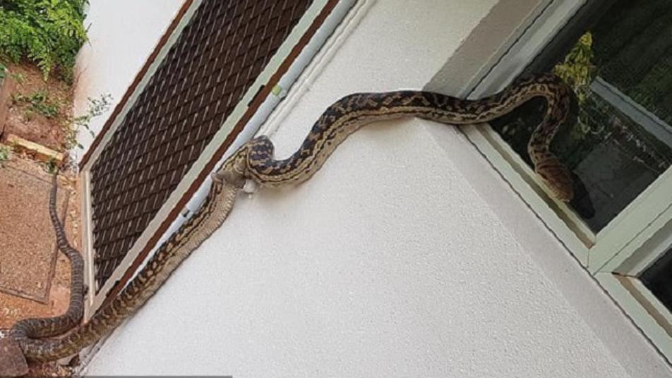 فيديو مرعب.. أفعى كبيرة تفاجئ رجلاً وتنقضّ عليه داخل منزله