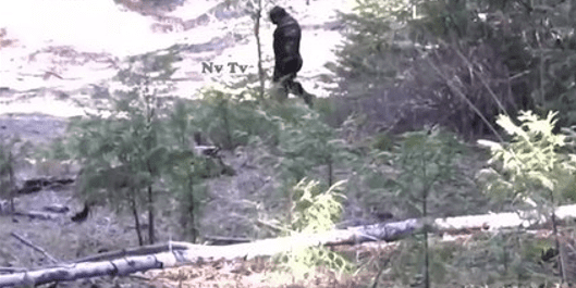 فيديو يظهر كائناً ضخماً شبه بشري في غابات ولاية آيداهو الأمريكية