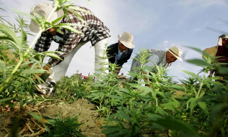 تقرير رسمي يكشف موقف المغاربة من تقنين القنب الهندي