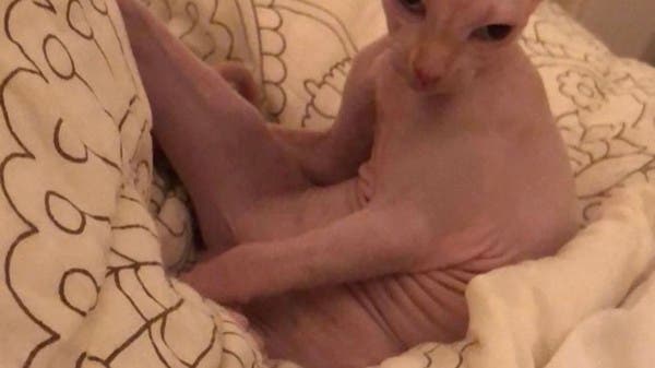 الأغلى والأغرب.. قط ياسمين عبد العزيز يثير خوف متابعيها