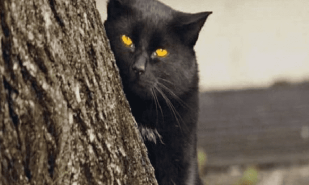 تسببت بعشرات الحرائق.. تحذيرات من قطط تشعل النيران