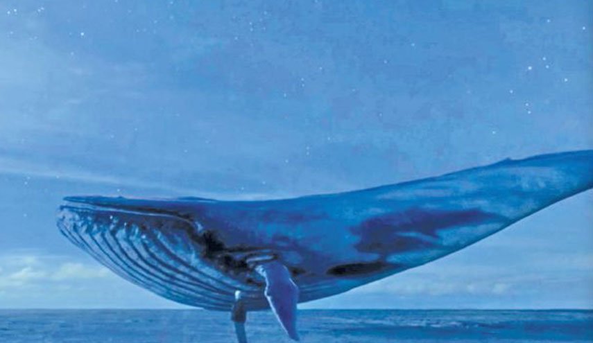 حيتان أوركا قاتلة تنقذ حوتا أحدبا من الشباك… مشهد “لا يصدق” من عالم الطبيعة