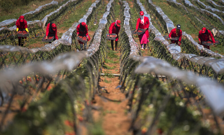 هذه هي المحاور الأساسية لبرنامج دعم القطاع الفلاحي