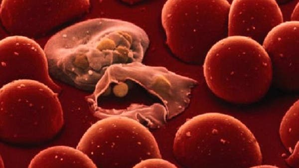 ناموسيات جديدة أكثر فعالية في مكافحة الملاريا