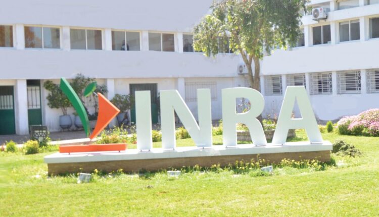 المعهد الوطني للبحث الزراعي يقدم أصنافه النباتية الجديدة بإقليم أزيلال