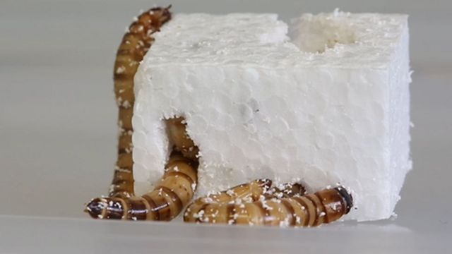 إعادة التدوير: ديدان خارقة تتغذى على البلاستيك “قد تفجر ثورة” في مواجهة مشكلات البيئة