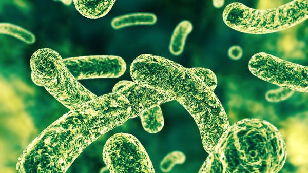 تكثيف بكتيريا الأمعاء قد يحفز على الرياضة.. دراسة تكشف