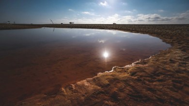 إرتفاع صاروخي في أسعار الدجاج بسوس يثير سخطاً في صفوف المواطنين