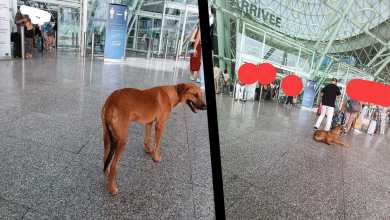 انخفاض مرتقب في أسعار الدواجن بالمغرب