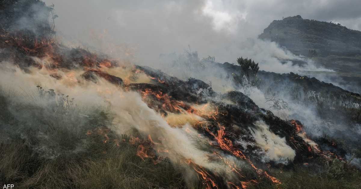 لإنقاذ إفريقيا من توحش المناخ.. “الحل الأخضر” يلوح في الأفق